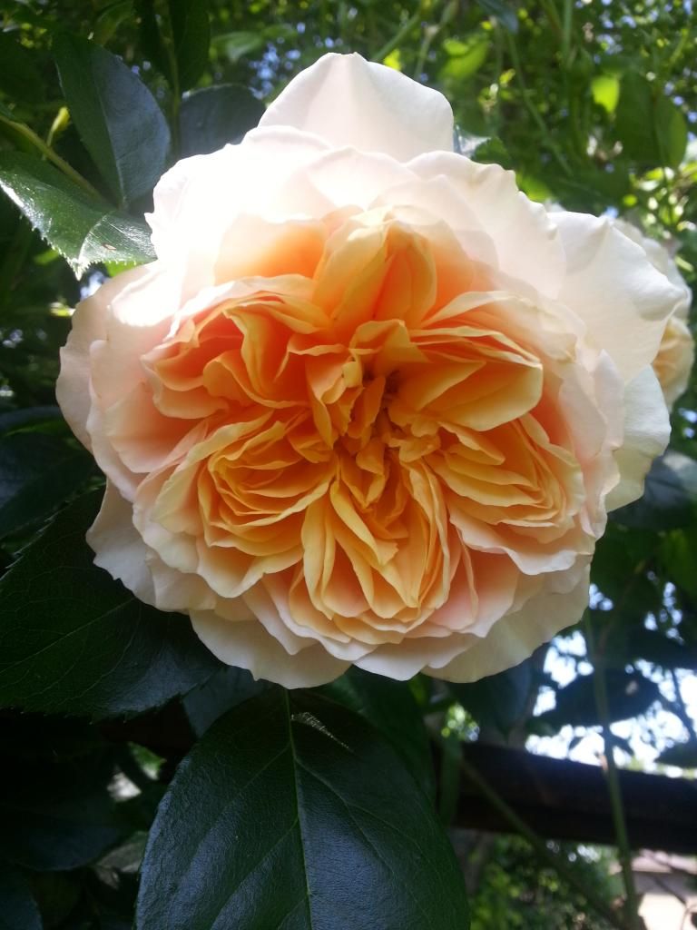  photo 20140606_114259_zpsnyqqsi6x.jpg